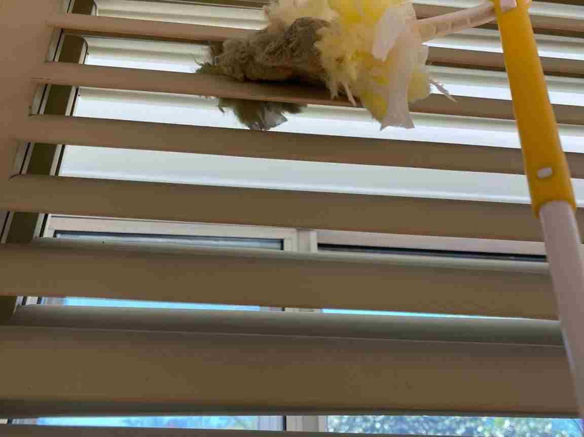 Maid's House Cleaning